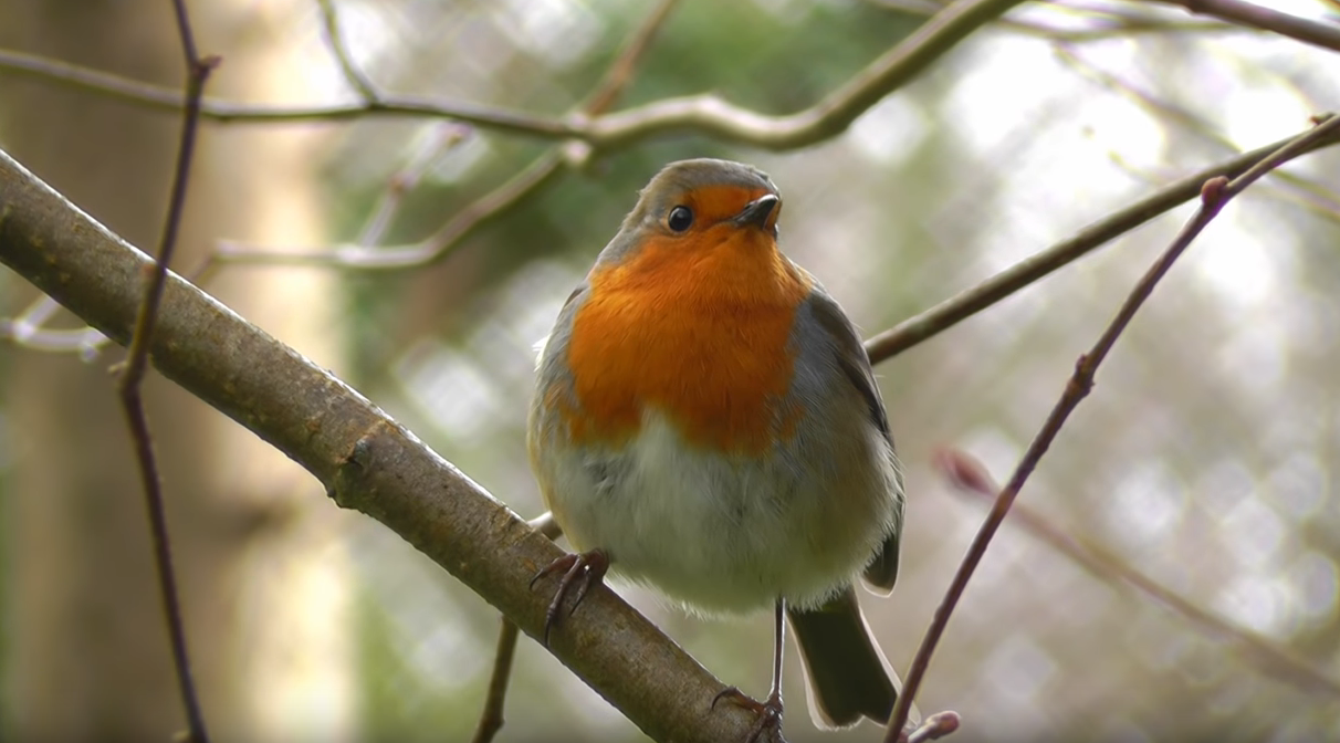 Featured image for “Comment reconnaître les chants des oiseaux ?”