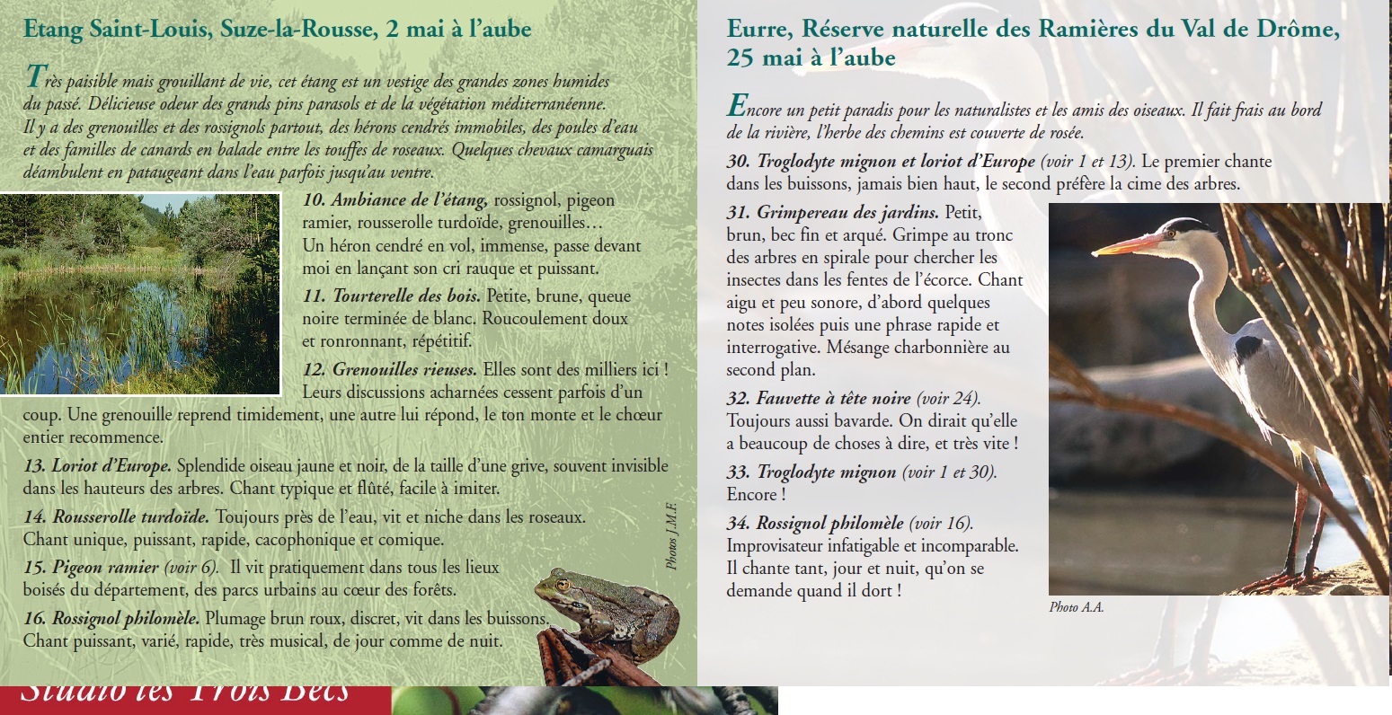 grenouille verte - Chant - Drôme